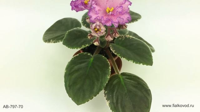 Яркая пестролистная фиалка с фантазийными цветами - АВ-797-70 смотреть онлайн