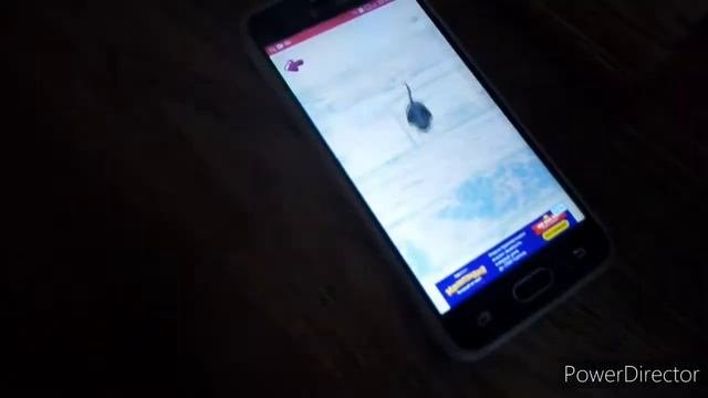 Общаюсь с кошкой по кошачьему переводчику / Играю с кошкой в телефонные игры для кошек