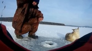 Перволёдье, ноябрь - 2016г. - лед 7 см !!! Рыбалка на Братском водохранилище!!!