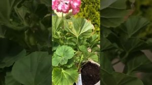#6. Откуда дырки на листьях пеларгонии