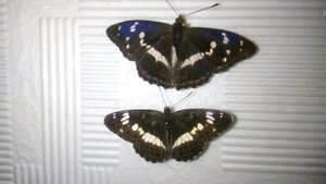 Переливница ивовая и ленточник Камилла. Как отличить?)