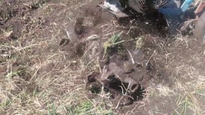 МотоКультиватор Крот, с двигателем Лифан по"целяку"