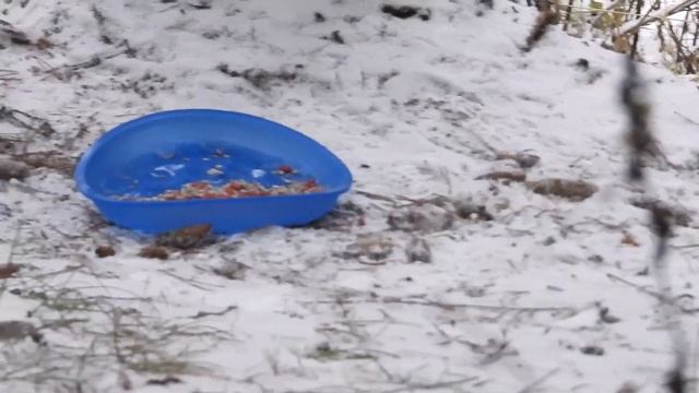 Сойки забыли про синюю чашку смотреть онлайн