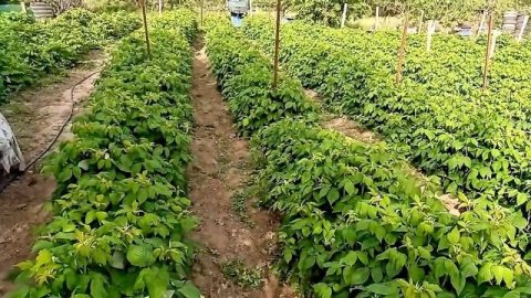 ОБЗОР СОРТОВ МАЛИНЫ * ВЕСНА - ЛЕТА * || || #малина #саженцы #Бизнесвыращивание #БизнесИдеи