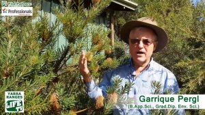 Yarra Ranges LIFE TV Eco-Life Pilot Episode 1/4:  The Banksia