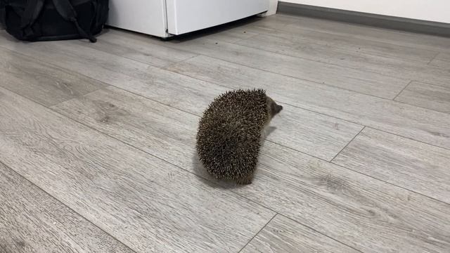 Это интересно. Вместо 3-х мисок с едой, ёжик лёг и сладко уснул. Они доверяют людям | Жизнь ёжиков смотреть онлайн