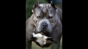 Питбуль не отходил от ребёнка. Узнав причину родители вызвали полицию!