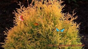 Туя западная Рейнголд (thuja occidentalis reingold) ? обзор: как сажать, саженцы туи Рейнголд