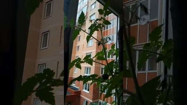 Мои помидоры чери на балконе??? продолжение??? #помидоры #помидорычери