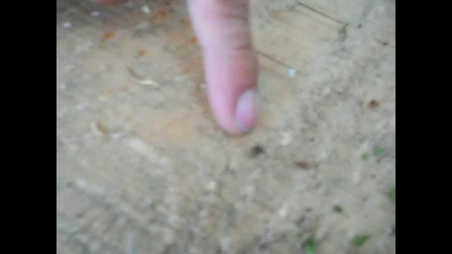 Как обнаружить клеща на теле смотреть онлайн