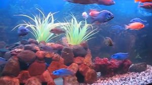 Хаплохромис Джексона