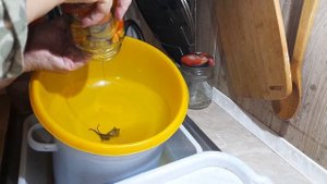 Как засолить перец. Соление перца "пикантный колокольчик" #7