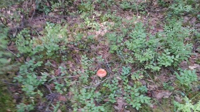 Тихая охота. По грибы, по ягоды. смотреть онлайн