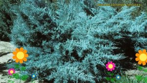Можжевельник пфитцериана Глаука. Краткий обзор, описание juniperus x pfitzeriana Glauca