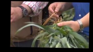 Сделано на Кубани. Сеялка Р-4,2