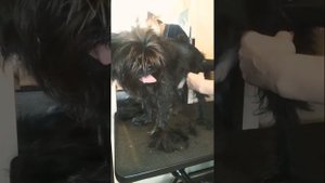 СТРИЖКА груминг ГРИФФОНА