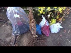 Как хранить саженцы винограда зимой