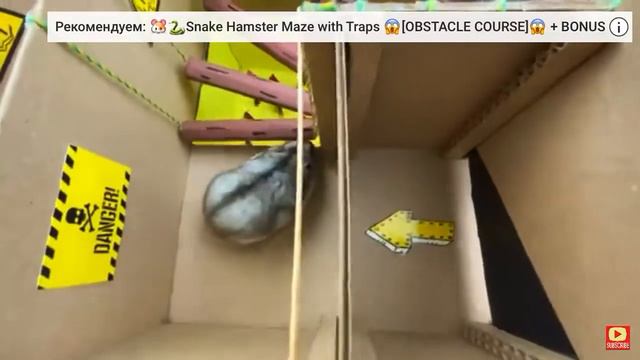 хомяк проходит испытания! смотреть онлайн