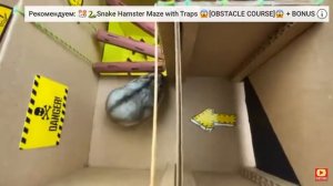 хомяк проходит испытания!