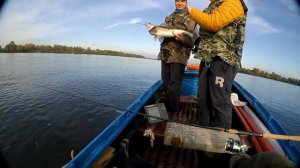 Судак жереховой блесной " Пилькер" на джиг.