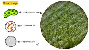 Строение клетки - кратко