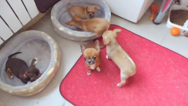 СУПЕР МИНИ ЧИХУА МАРИ МИСТИК ОРМАНД РОЯЛ ПРЕСТИЖ - ВЕС В 4 ГОДА - 1,5 КГ ( ПИТОМНИК "МАРИ МИСТИК" ) смотреть онлайн