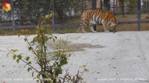 Тигрица Василиса и ее тигрята. Тигры Тайгана. Tigress Vasilisa and her cubs. Taigan.