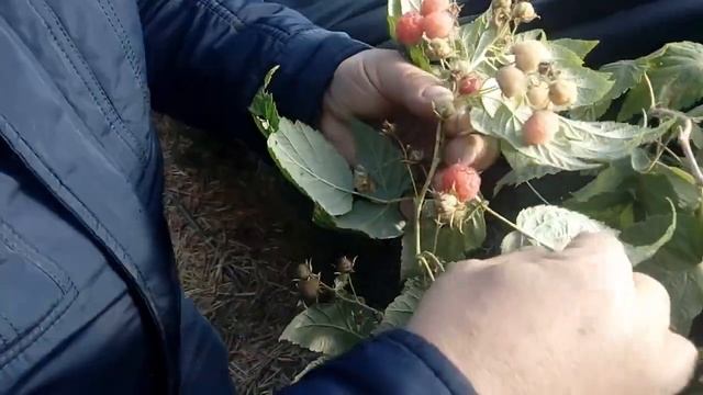 Малина в балагане осенью после заморозков