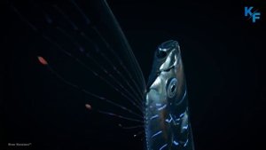 Сельдяной король или ремень-рыба. Если увидите эту рыбу, скорее ищите безопасное место. Горевестник