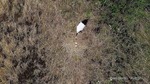 Японский журавль (Grus japonensis) - Red-crowned Crane