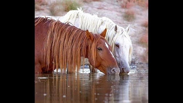Две головы сошлись в поклоне – Евгений Тутушкин, музыка – Сергей Гладких смотреть онлайн