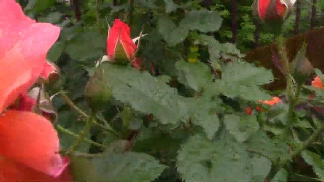 Цветущая роза Вестерленд в вашем саду. смотреть онлайн