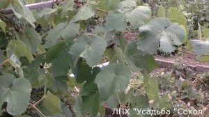 Про виноград на Урале