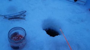 Рыбалка. Ловим корюшку на Белом море.