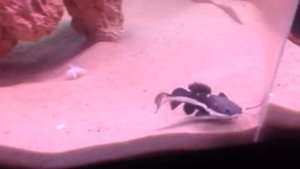 Краснохвостый сом и малавийские цихлиды, бизюзовые акары, красный попугай)