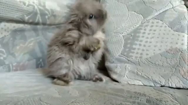 Зая умывается. Мимими. Милости. Животные смотреть онлайн