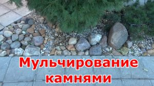 Мульчирование хвойных растений камнями решает несколько проблем - практично, эстетично и от собаки