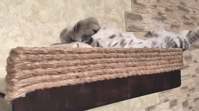 Умиротворяющее видео с кошкой Релакс  Relax cat video