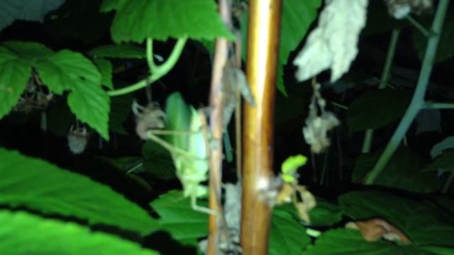 Зелёный сверчок стрекочет  green cricket chirping Tettigonia viridissima