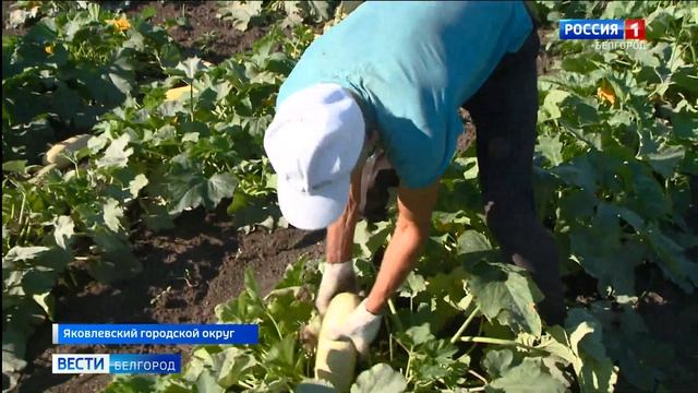 Белгородские фермеры собирают урожай кабачков
