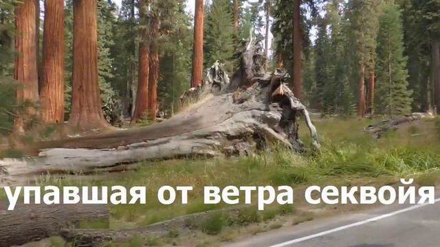 А-24 национальный парк Sequoia - Секвойя.