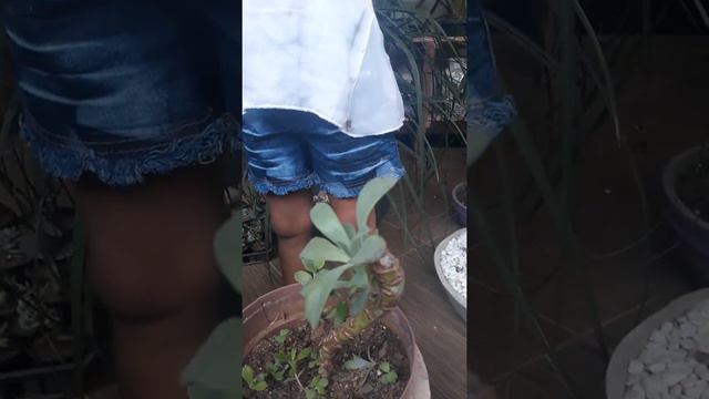 Identificando suculentas. Echeveria metálica смотреть онлайн