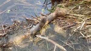 Водяная полёвка, или водяная крыса