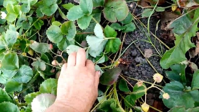 Подготавливаю ГРЯДКИ для РАЗМНОЖЕНИЯ Ремонтантной ???КЛУБНИКИ под Зиму???.    23 сентября 2023г??.