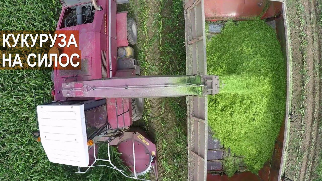 Кормозаготовка. Уборка кукурузы на силос. СК Логойский, республика Беларусь