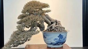 The most beautiful bonsai works in Taiwan exhibition part 1