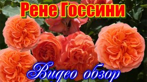 Обзор розы Рене Госсини (Чайно гибридная) - Rene Goscinny (Meilland, 2005)