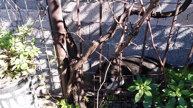 Для хаски нет забора смотреть онлайн