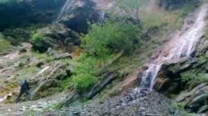 Цунтинское стадо баранов