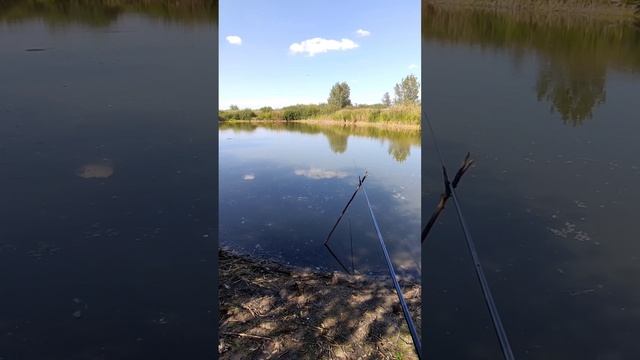 На пруду